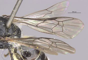 Media type: image;   Entomology 23485 Aspect: Wing front